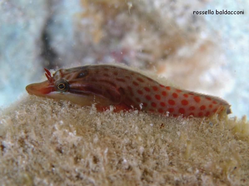 Lepadogaster lepadogaster